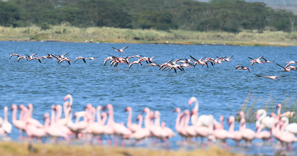 KENYA-GREAT RIFT VALLEY-LAKES-SCENERY