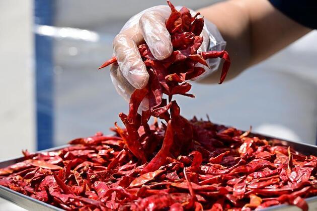 (Hello Africa) China's zero-tariff policy transforms Rwanda's chili farmers' lives