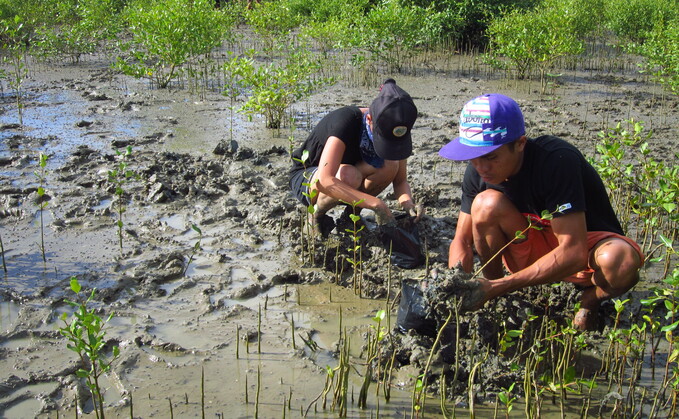 Mangrove planting by ZSL Philippines team (c) ZSL