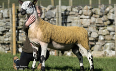 Steel flock tops Bluefaced Leicesters at £45,000