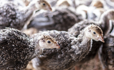 Inquiry launched after undercover filming raises welfare concerns at turkey farm