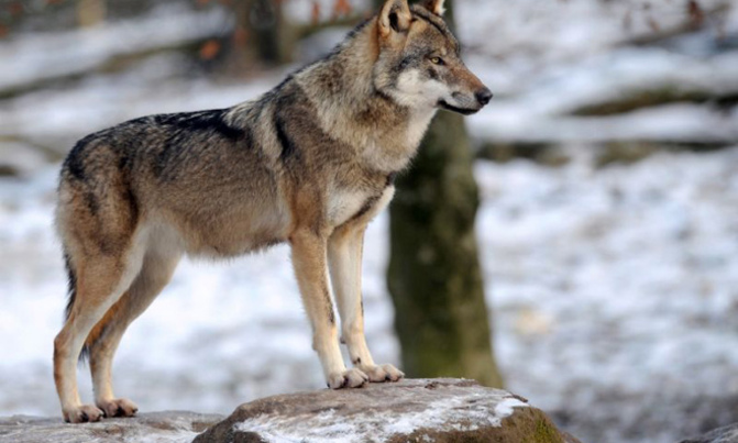 Norway court grants reprieve to seven wolves Norway court grants reprieve to seven wolves