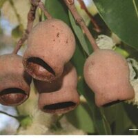 NYU Abu Dhabi study explores use of marri nut for safer materials
