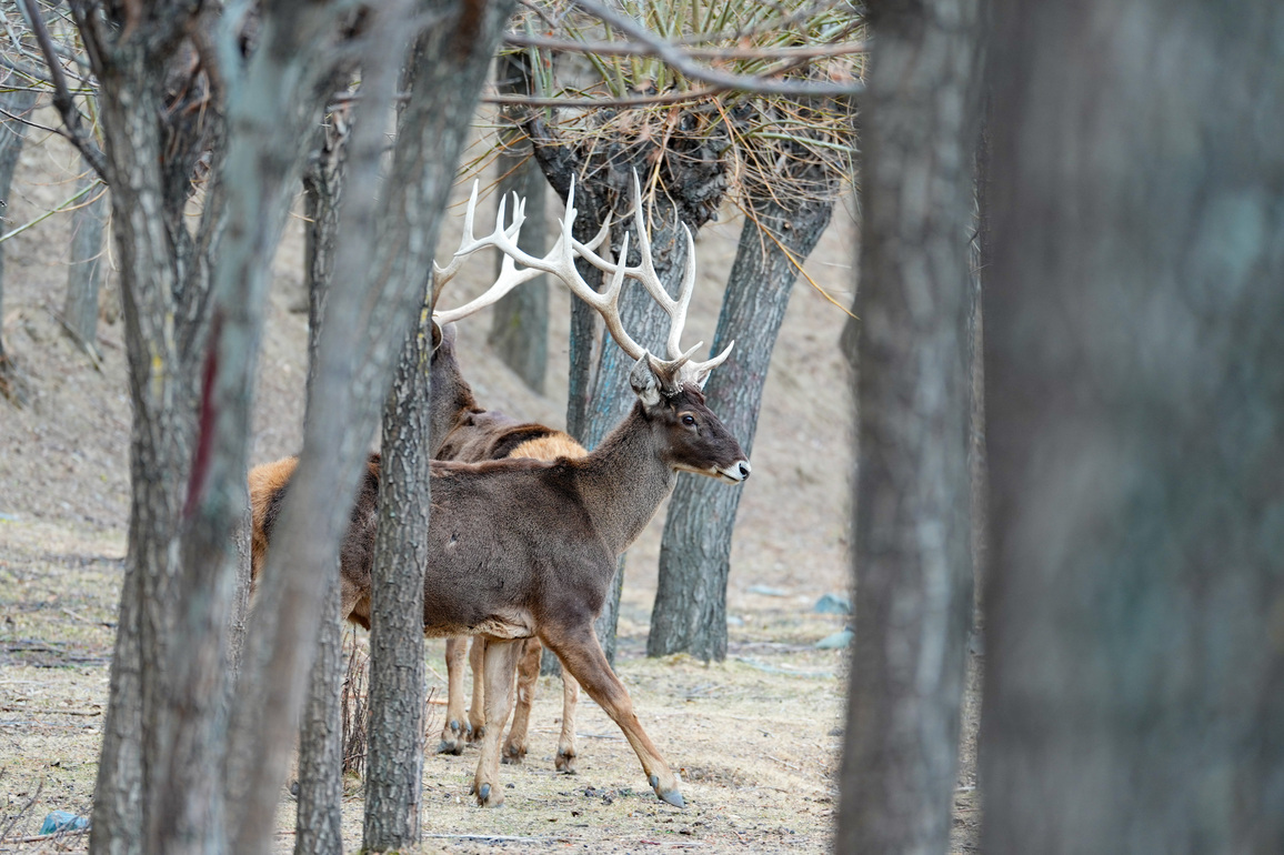 (InXizang) CHINA-XIZANG-SHANNAN-WHITE-LIPPED DEER (CN)