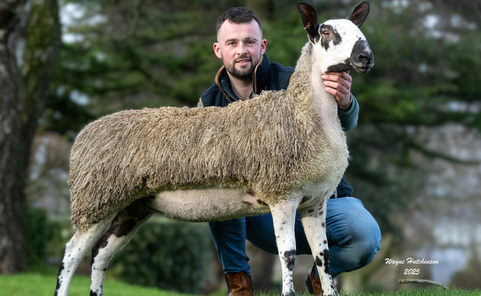 Hewgill flock tops sale of crossing type Bluefaced Leicesters