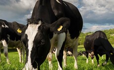 Understanding Schmallenberg in the dairy herd 