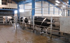 Be vigilant against environmental mastitis in warm and wet conditions