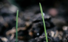 Top tips for managing high black-grass germination this season