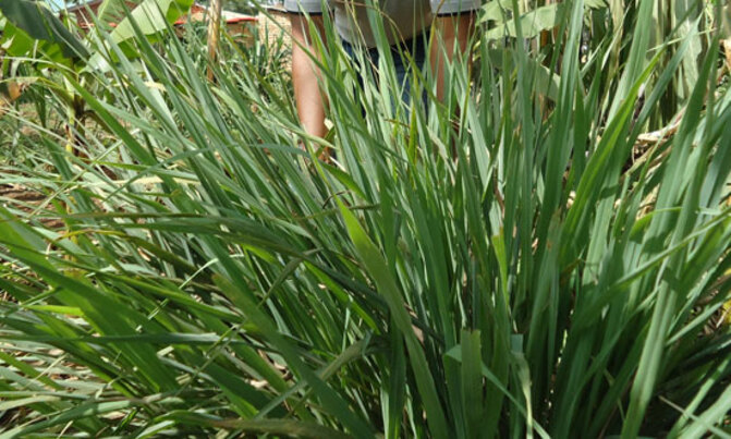 How to prevent mosquitoes using nature How to prevent mosquitoes using nature