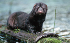 Denmark's illegal cull order sees mink sector destroyed