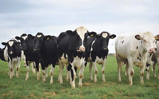 New entrants top Holstein bull rankings