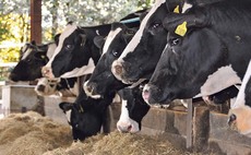 Cows not hitting peak milk because of transition issues