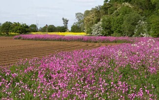 The Farmers Guardian arable podcast: What do the latest SFI actions mean for arable farmers?