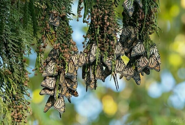 Monarch butterflies are in decline in NZ and Australia - they need your help to track where they gather