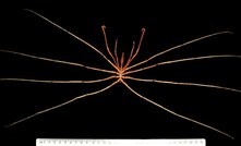  Sea spider found by CSIRO in GAB.