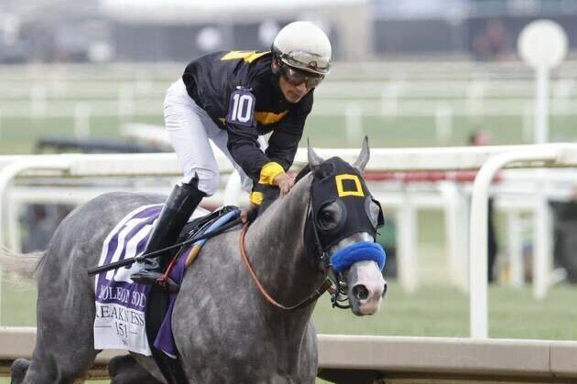 Napoleon Solo captures Preakness; top 3 did not run in Kentucky Derby