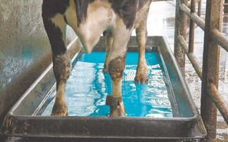 Dairy special: Top tips for managing digital dermatitis