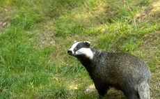 Cattle slaughtered due to bovine TB tops highest on record