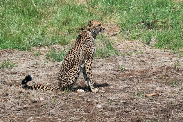 MP: Another 2 cheetah cubs born in Kuno National Park die from "apparent dehydration and weakness"