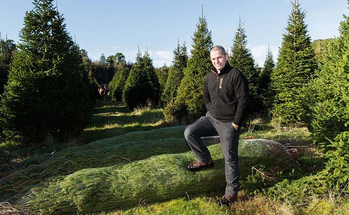 Pursuit of the perfect Christmas tree - What has changed?