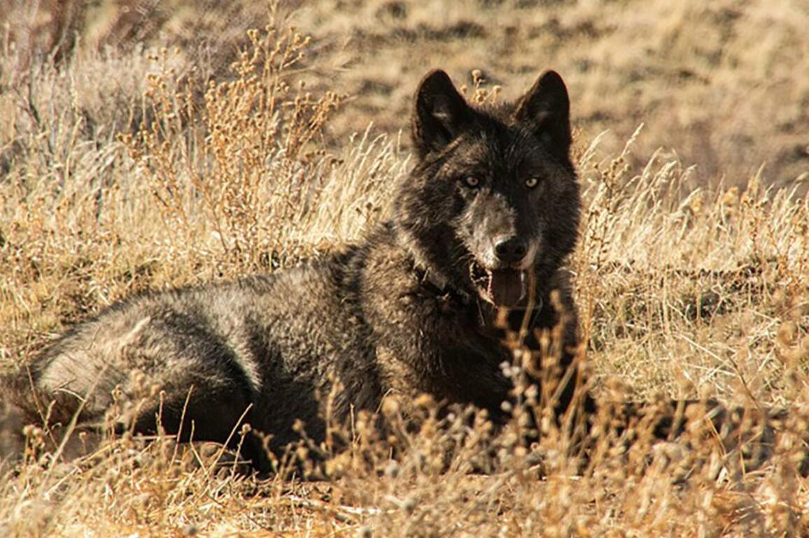 Three new wolf packs discovered in Northern California  &amp; Regional