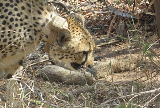 Madhya Pradesh: South African Cheetah gives birth to 5 cubs in Kuno National Park