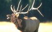 Don't Grieve for Elk