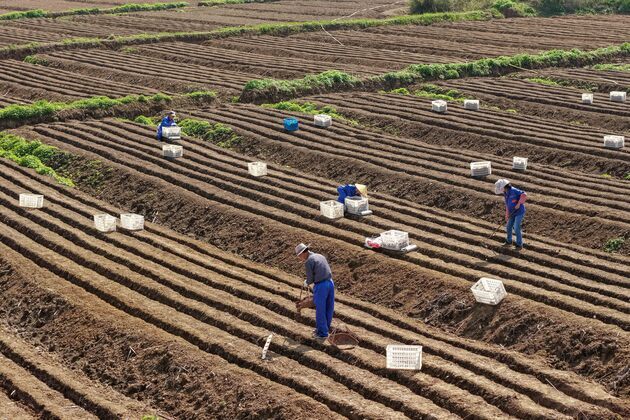 (AmazingAnhui) CHINA-ANHUI-TONGLING-WHITE GINGER-SPRING FARMING (CN)