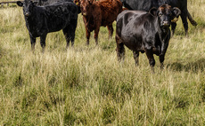 Drop in Scottish livestock figures leads to near record low for ag emissions