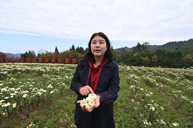 Chrysanthemums bring prosperity to SW China mountain county