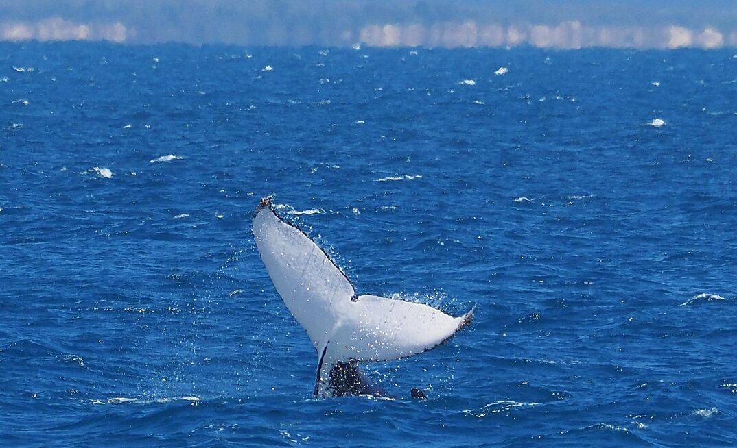 Blue Mackerel pushes on with assessing Gippsland offshore wind plan