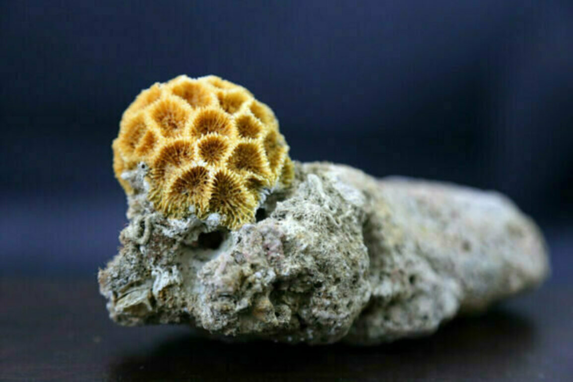Ice Against the Tide: Freezing Coral Larvae Can Save Our Reefs For Future Generations