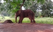 A Chhattisgarh elephant