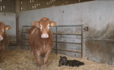 Partner Insight: How one farm uses Breedr to drive efficiency