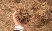 Pictured: feedstock material commonly used in biomass projects 