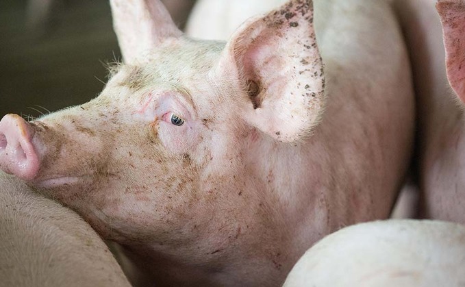 New pig and poultry farm has been slammed by village residents