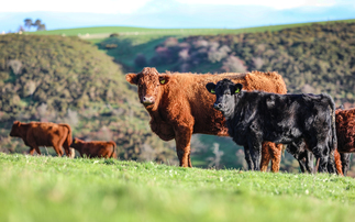 Aberdeen-Angus deliver multiple benefits to Welsh suckler herd