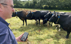 Cornish farm adopts EID tech to improve herd management