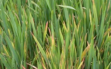How to steady BYDV symptoms in cereals