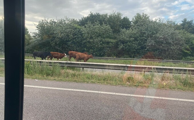 Traffic was halted by cows who were caught stampeding on the A46 Lincoln Bypass 