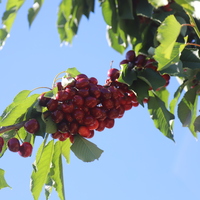 CHILE-CHERRIES-CHINA-MARKET