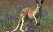 Kangaroo to hop into Indo coal exploration