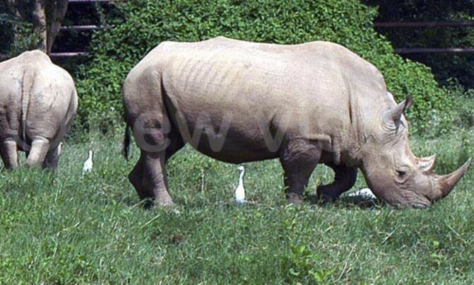 Five arrested over wildlife trophies Five arrested over wildlife trophies