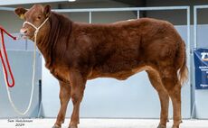 Carlisle Dutch Spotted topped at 16,000gns at sale