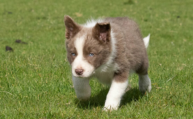 New world record price for a sheep dog pup set at Skipton Farm