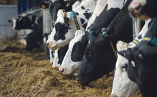 UK Dairy Day: Advice for feeding first and second cut silages after a challenging season