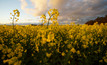 Genetically modified crops such as canola will be able to be planted in South Australia next year.