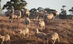 Sheep drench resistance trial looking for help