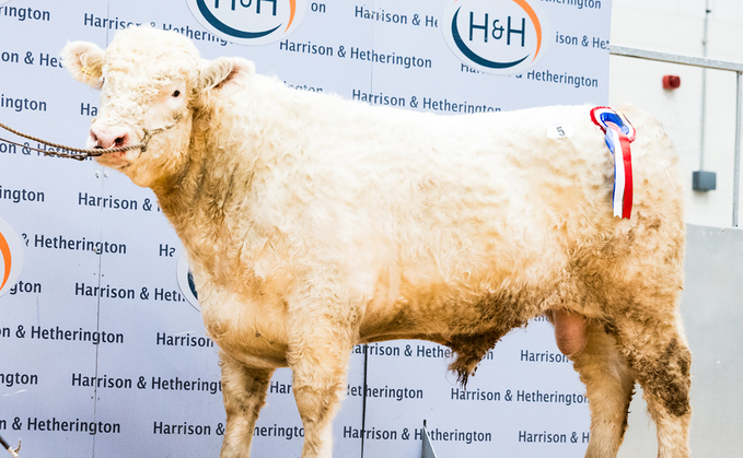 Blackburn Acer, 9,000gns breed record