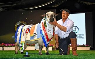  A new Argentinian all breed and a Hampshire Down world record of $80,000 (£61,000) was set at the El Harem sale